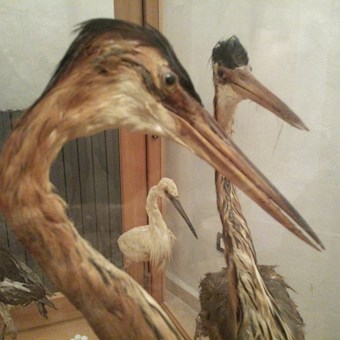 Raccolta Ornitologica " P. N. Gianquitto"